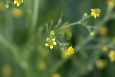 Kereviz çiçeği çiçekli düğün çiçeği, Ranunculus Sceleratus
