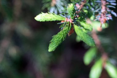 Sırp ladin ağacı iğneleri, Picea omorika