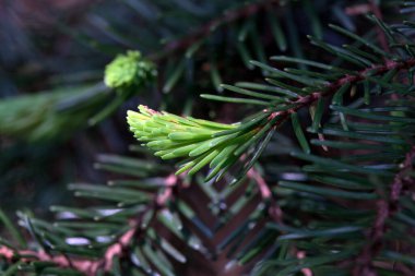 Sırp ladin ağacı iğneleri, Picea omorika