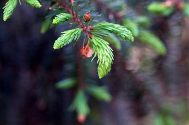 Sırp ladin ağacı iğneleri, Picea omorika