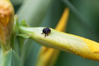 Iris Weevil, Mononychus pop albümü, çiçek açmış.. 