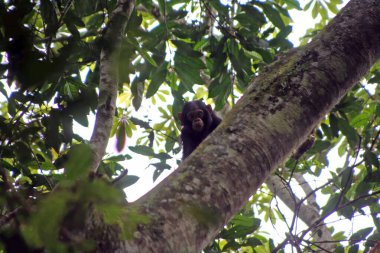 Şempanze, Pan trogloditleri, Uganda 'nın batısındaki bir ormandaki ağaçta.