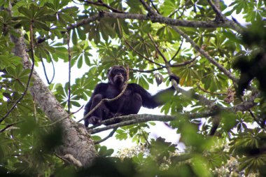 Şempanze, Pan trogloditleri, Uganda 'nın batısındaki bir ormandaki ağaçta.