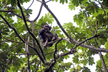 Şempanze, Pan trogloditleri, Uganda 'nın batısındaki bir ormandaki ağaçta.