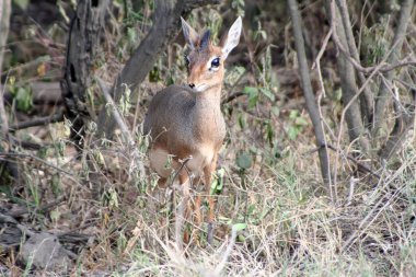 Kirks dik-dik, Madoqua kirkii, Kenya 'da bir ormanda
