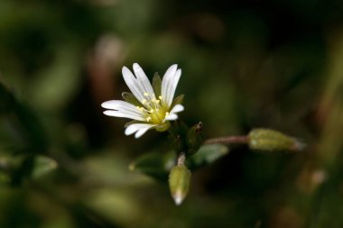 Fare kulaklı civciv otu, Cerastium fontanum