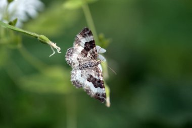 A wood carpet moth, Epirrhoe rivata