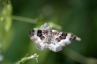 A wood carpet moth, Epirrhoe rivata