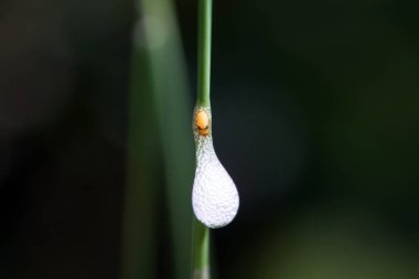 Afrofora perisi tükürüğünün içinde çim yığınının üzerinde.