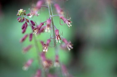 Tolmiea menziesii 'de çiçek açan bir bitkinin Macro fotoğrafı.  