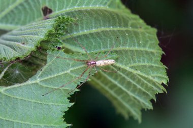Örümcek Tetragnatha bir yaprağın üzerinde uzanır.. 