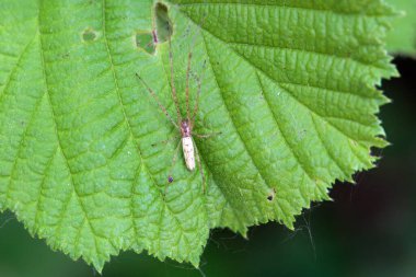 Örümcek Tetragnatha bir yaprağın üzerinde uzanır.. 