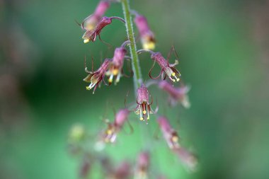Tolmiea menziesii 'de çiçek açan bir bitkinin Macro fotoğrafı.  