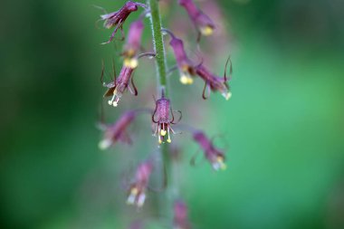 Tolmiea menziesii 'de çiçek açan bir bitkinin Macro fotoğrafı.  