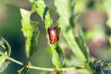 Yaprak böceği, Lochmaea krataegi, bir yaprak üzerinde.  
