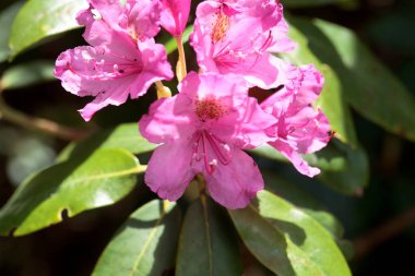 Bir Smirnow rhododendron çiçekleri, Rhododendron smirnowi 