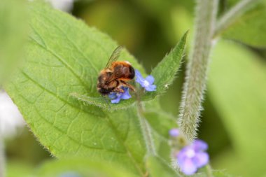 Bir bitkinin üstündeki mason arısı Osmia bicornis.