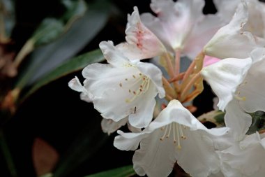 Rododendron türünün çiçekleri Rhododendron yakushimanu