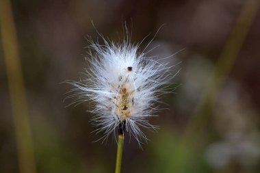 Tavşan kuyruklu pamuk otunun başı, Eriophorum vajinatum.
