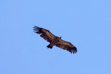 Avrasya Griffon akbabası, Gyps fulvus, Span 'de mavi gökyüzü. 