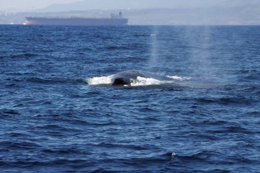 Bir yüzgeç balina, Balaenoptera physalus, Cebelitarık Boğazı 'nda.