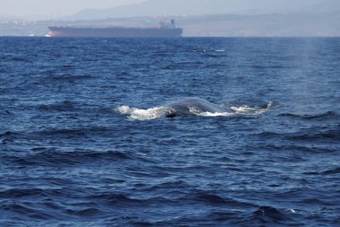 Bir yüzgeç balina, Balaenoptera physalus, Cebelitarık Boğazı 'nda.