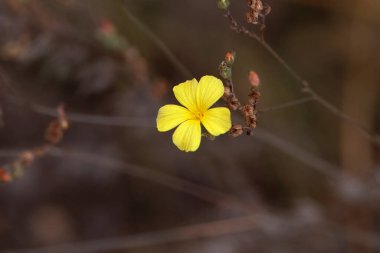 Linum tenu türünün çiçeği