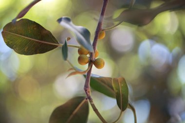 Paslı incir ağacının meyveleri, Ficus rubiginos