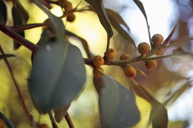 Paslı incir ağacının meyveleri, Ficus rubiginos
