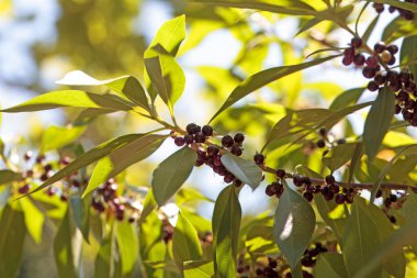 Fare deliği ağacının meyveleri ve yaprakları, miyoporum laetum