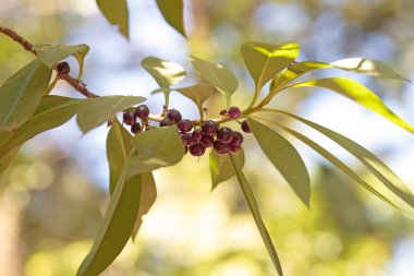 Fare deliği ağacının meyveleri ve yaprakları, miyoporum laetum