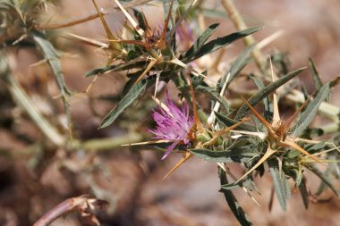 Sıradan bir yıldız devedikeni çiçeği, Centaurea calcitrapa