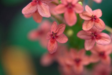 Ruspolia hipokrateriforis bitkisinin çiçekleri.