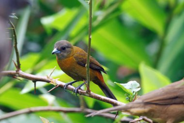 Dişi, kırmızı popolu tanger, Ramphocelus passerinii, Kosta Rika 'da bir dalda..
