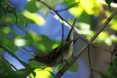 Kosta Rika 'da bir ağaçta, Setophaga striata adlı bir kara seçim bülbülü..