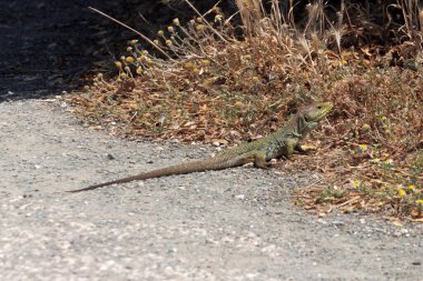 Mücevherli bir kertenkele, Timon lepidus, çalıların altında..
