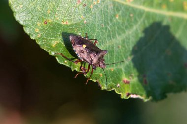 Kırmızı bacaklı bir kalkan böceği, Pentatoma yakutu, yaprağın üzerinde.. 