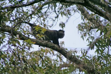 Mavi bir maymun, Cercopithecus mitis, Uganda 'da bir yağmur ormanında.