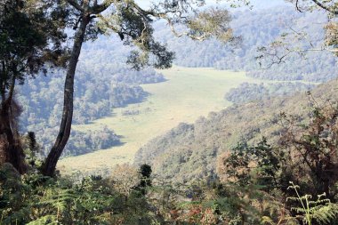 Batı Ugand 'daki Bwindi Ulusal Parkı' ndaki Mübarek Bataklık.