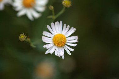 Sahte papatya çiçeği, Boltonya asteroitleri.