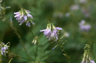 Bir galega bitkisinin çiçeği, Galega officinalis