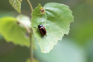 Yaprak böceği Cryptocephalus bipunctatus bir bitkinin üzerinde.