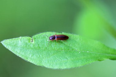 Bir yaprağın üzerindeki klik böceği Dalopius marginatus. 