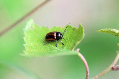 Yaprak böceği Cryptocephalus bipunctatus bir bitkinin üzerinde.