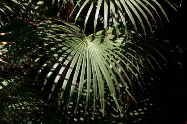 Bayan palmiye türünün yaprakları. Rhaphumili.