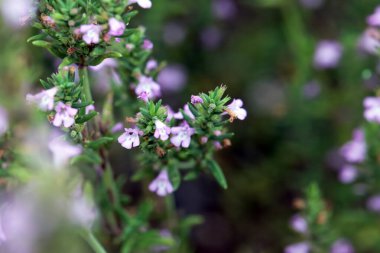 Yunan Savory bitkisi Micromeria Graec 'in çiçekleri