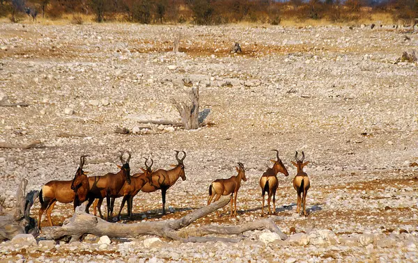 Kızıl antiloplar, Alcelaphus buselaphus caama, Etoscha Ulusal Parkı Namibya.