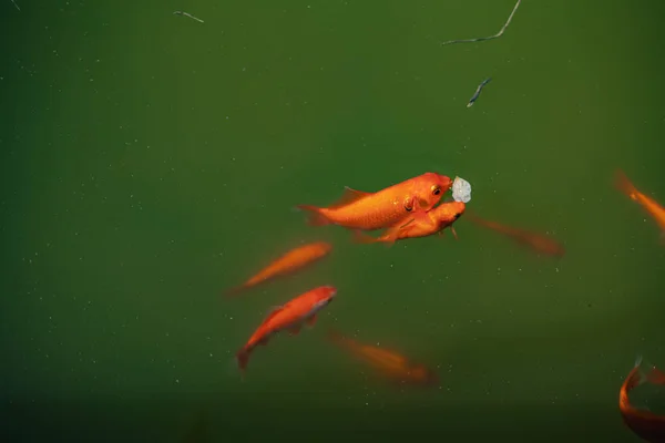 Gölette Yüzen Renkli Japon Balığı Sığ Alan Derinliği — Stok fotoğraf