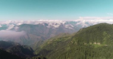  Himalaya sıradağları Deoban (Devban) ormanında, Chakrata 'da, Uttarakhand ormanında, Chakrata Hindistan' da görülür.. 