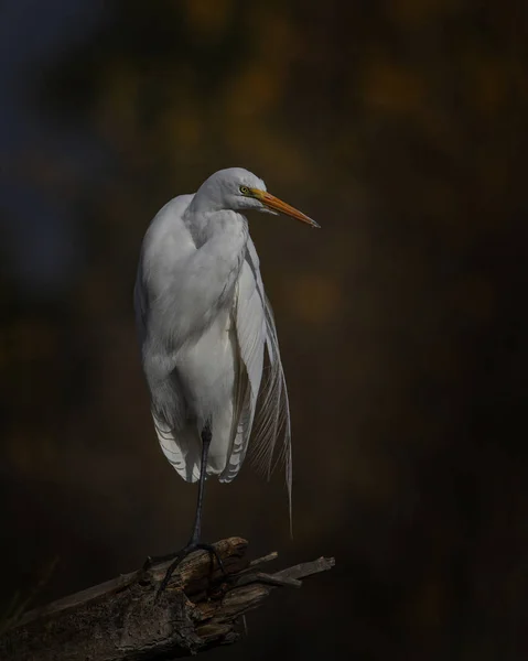 Altın saat boyunca Büyük Akbalıkçıl
